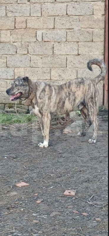 it davası: Qurdbasar, 2 il, Erkek, Peyvəndli, Pulsuz çatdırılma — 2