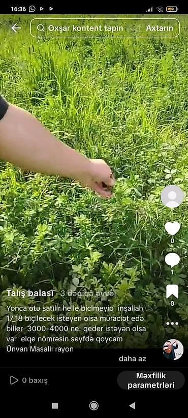 Məhsul: Yonca otu (biçiləcək sahə) Təsvir: - Sahədə sıx və yaşıl