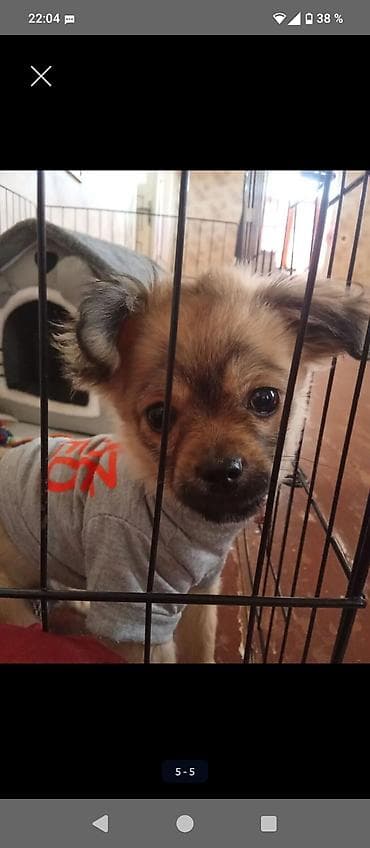 Mini it paltarı və aksesuar dəsti. Atasi pikines,anasi chixua olan