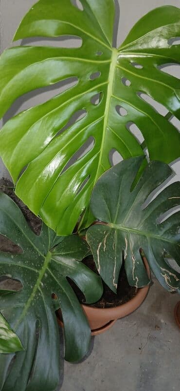 Digər bitkilər: Təbii monstera bitkisi, yaşıl yarpaqları və xarakterik kəsilmiş — 3