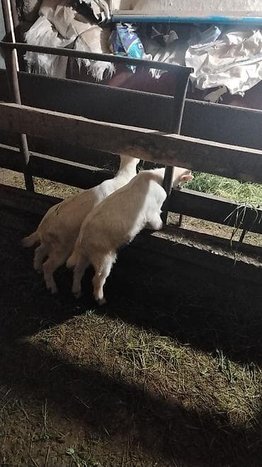 heyvanlar keci: Cins: Yerli/qarışıq keçilər Növ: Ana keçilər və balalar Təyinat: Süd — 2