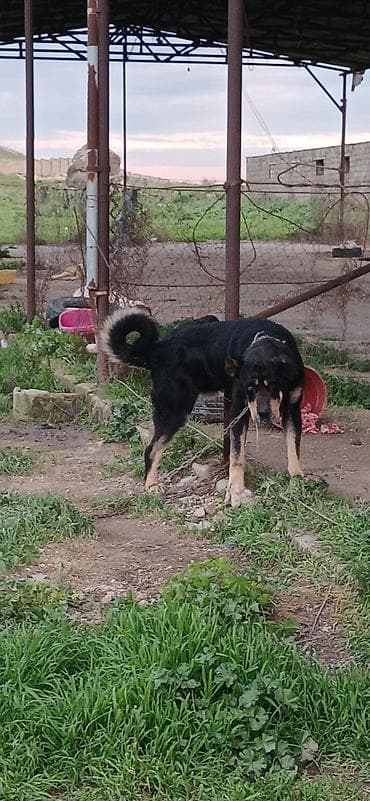 doberman satışı: Qurdbasar, 3 il, Erkek, Peyvəndli, Ödənişli çatdırılma — 5