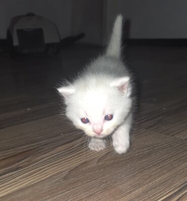 pişik adları: Şinşilla, Erkək, Dişi, Yaxşı əllərə, Ünvandan götürmə — 7
