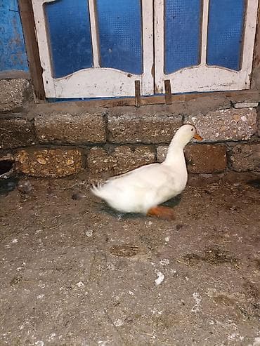 kayuqa ördəyi: Toyuq, Damazlıq — 3