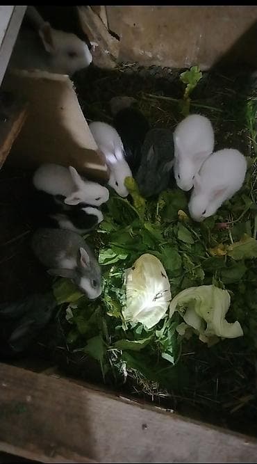 Yeni doğulmuşdan ev şəraitində böyüdülmüş dovşanlar 9bala 1 ana dovsan