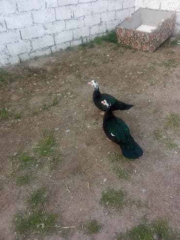 ordek: Iki dene maya satiram zümrüt son 40manat kişi 8ayliq iri heyvanardi - — 4