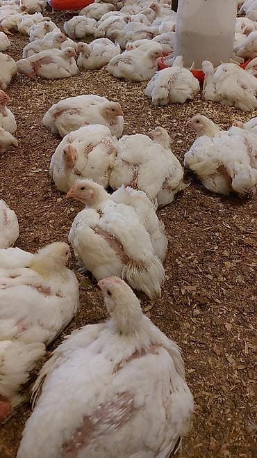 Hinduşkalar: Toyuq cücələri, Ətlik, Ünvandan götürmə — 6