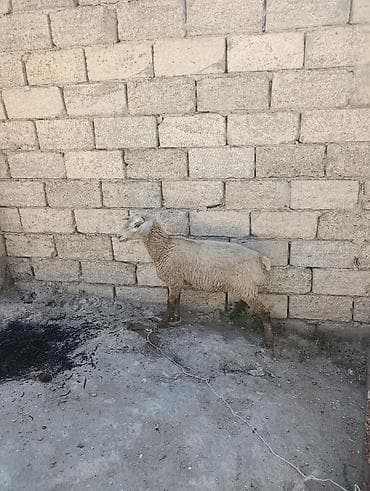 erkey quzu: Super damazlıq ve etlik dişi quzu istiyen buyrsun — 2