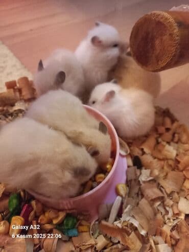 енот в баку купить: Sevimli hemsterlar nadir uzun tuklu olurlar böyüyəndə cinsi erkey və — 3