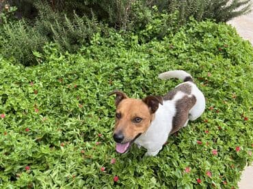 bala it satışı: Cek rassel teryer, Dişi, Ünvandan götürmə — 3