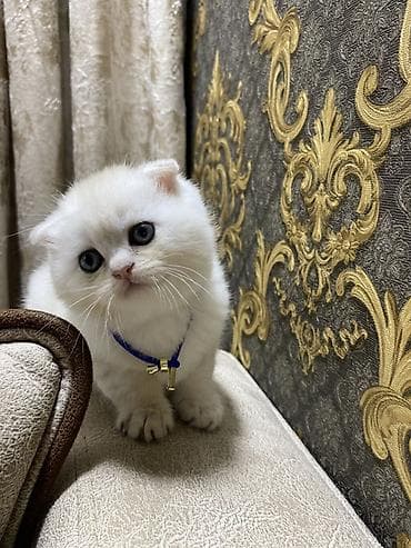 pisik aliram: Britan yastı qulaq — 3