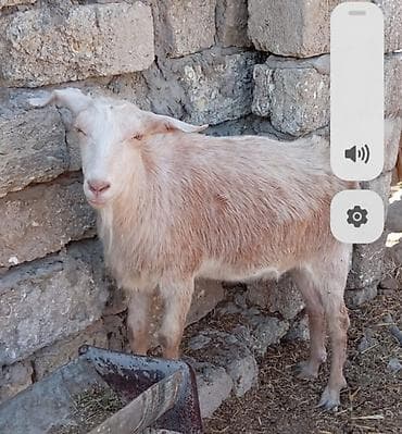 balali keci: Məhsul: Keçi (2 baş) Ağ dişi qara erkək kökdürlər yaxşı baxılıb — 2
