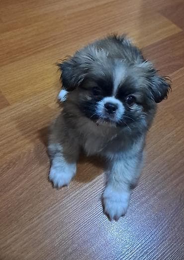 Pekines, 2 ay, Erkek, Peyvəndli, Ünvandan götürmə