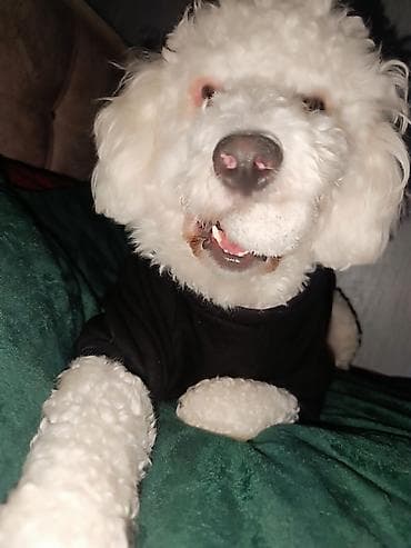 Грызуны: Пудель, 3 годa, Самец, С прививками — 3