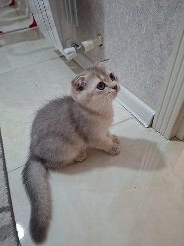 pişik cutləşdirilir: Şotland yastı qulaq, Erkək, Yaxşı əllərə, Ünvandan götürmə — 1