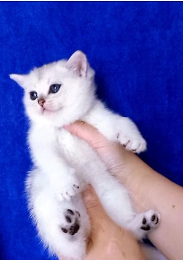 golden pişik: Britan, Erkək, Yaxşı əllərə, Ünvandan götürmə — 5