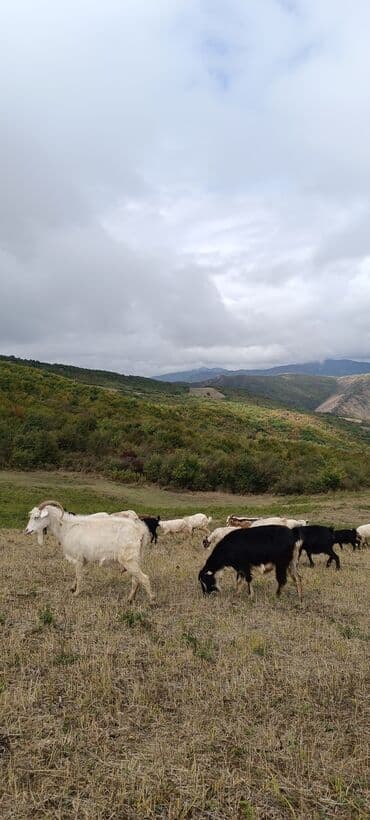 çəpiş əti: Satılır: keçi sürüsü (Əlaqə: 070 869 23 02) Məhsul: Yerli cins — 1