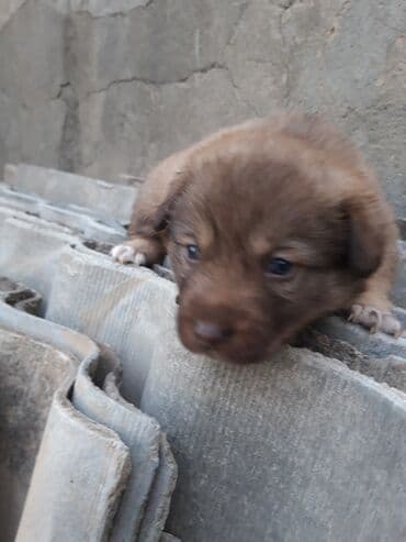 bala afçarka: Zvonok, 2 ay — 6