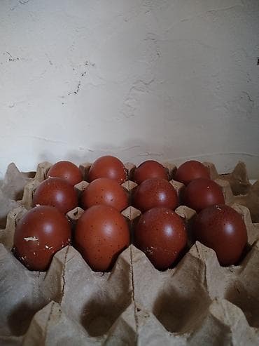 Tünd qəhvəyi rəngli Maran cinsi toyuqların cücəsi satılır. 5 günlük