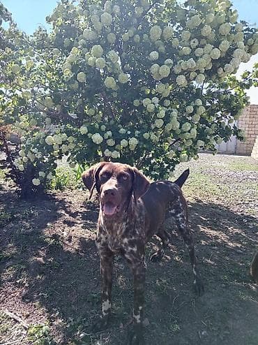 coban it: Kurtxar, Rayonlara çatdırılma — 6