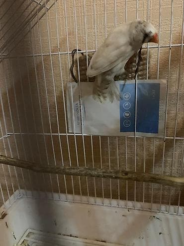 gərəf quşu: Maya amadin 1 defe bala alınıb yuva ilə birlikdə — 2