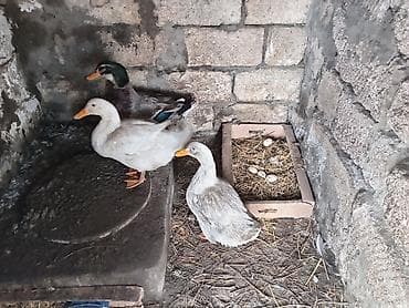 baliq toru satilir: Erkək, Damazlıq — 1