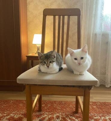 Erkək, Dişi, Yaxşı əllərə