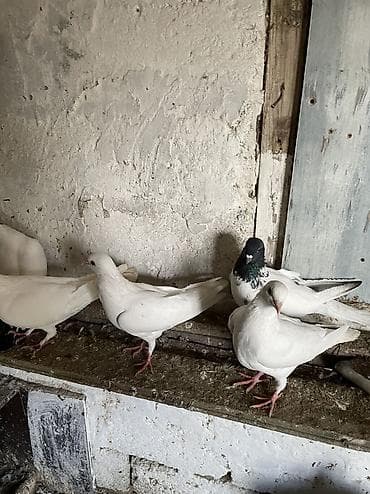 Balıqlar: Bir cüt ag cılmaq bakı agları bir dene qarabas erkek bir dene qara — 7