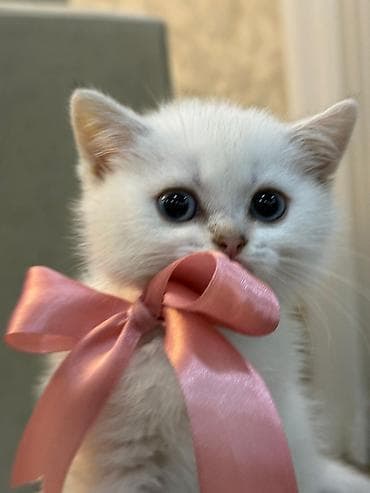 Quşlar: Ağımtüklü, mavi gözlü balaca pişik balası - Rəng: qar kimi ağ tüklər — 1