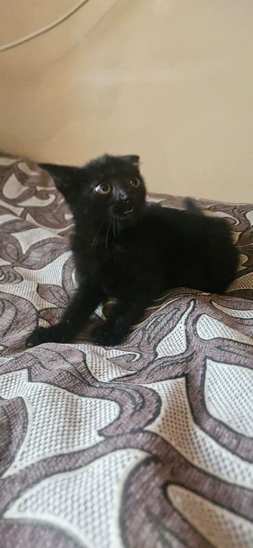 приют для собак баку: Самка, В добрые руки, Бесплатная доставка — 5