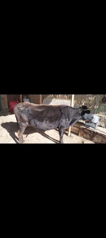 toyuq su qabı: Qara rəngli inək satılır. Xüsusiyyətlər: - Sağım üçün saxlanılan — 1
