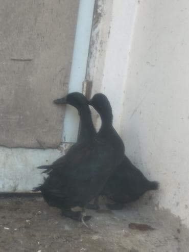 Hazir bir cüt kayuqa satılır