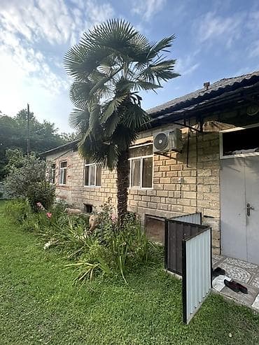 divar dekor: Satış üçün: Tək gövdəli dekorativ palma ağacı (Trachycarpus tipli) — 1