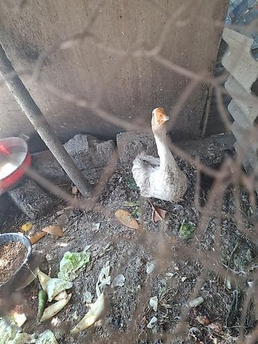 qaz balari: Məhsul: Qazlar (cüt) Təsvir: - Şəkillərdə görünən iki baş qaz — 2