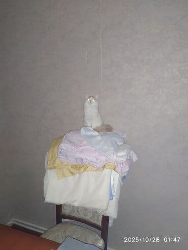 pişiy adları: Şotland yastı qulaq, Yaxşı əllərə — 8