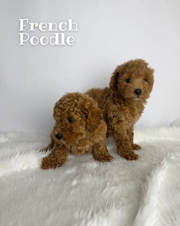 haski it adlari: Pudel — 4