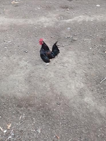 cins xoruz: Satılır – kənd həyətində bəslənən toyuq cinsindən xoruz — 1