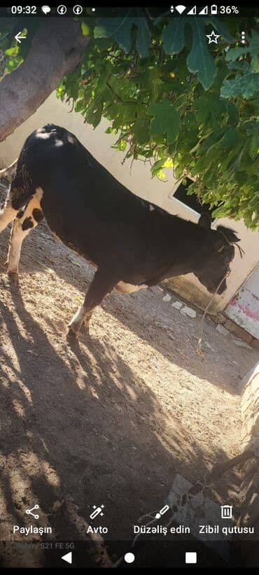 heyvanlara verilen adlar: - Cins tip: qara-ağ alman tipli (Holşteynə oxşar). Bədən quruluşu enli — 3