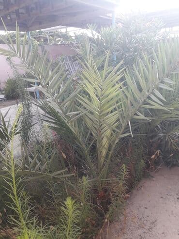 evkalipt ağacı satilir: Ağaclar — 5