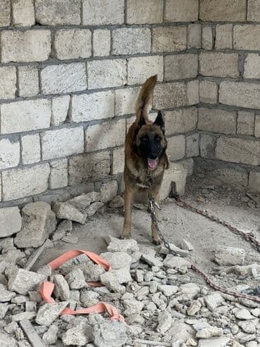 купить собаку малинуа: Belçika çoban iti, 2 il, Erkek, Peyvəndli — 4