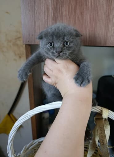 возьму породистого котенка в дар: Британская, В добрые руки — 2