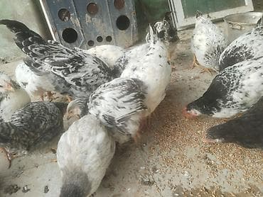 toyuq bazari: Куриные цыплята, Для мяса — 4