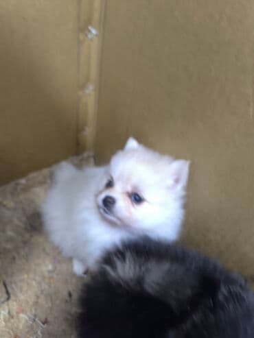 собака шпиц: купить: Məhsul: Kiçik ölçülü spitz (Pomeranian tipli) balaları Xüsusiyyətlər — 2