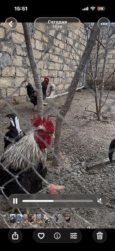 itlə barter: Qara xoruz 50 azn Çilli xoruz cutu 60 Çilli xoruz tek 35 azn Barter — 4