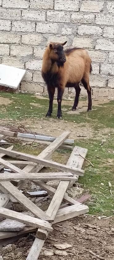 Грызуны: Qoyun/keçi üçün erkək teke - Cins: yerli (qəhvəyi-sarı tüklü — 2