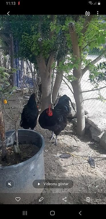 kənd toyuğu: Toyuq, Damazlıq — 2