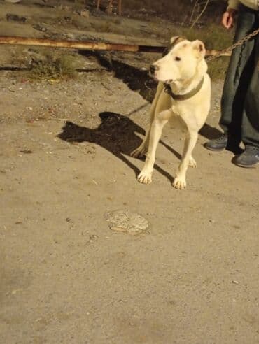 doyuş iti: Satılır yaş 2 yaw 3 aylığ yaxşı eləwir isdeyen wexsiye yazsin tam — 10