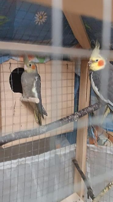 qartal şekilleri: Korella (Cockatiel) cütlüyü və bala – quşxanada saxlanılır.hır biri 50 — 1