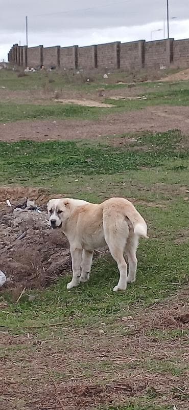 simmental danalarin satisi: Qurdbasar, 4 ay, Dişi, Peyvəndli, Ödənişli çatdırılma — 1