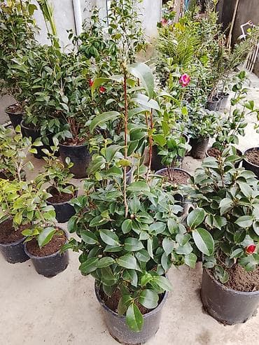 gül: DEKROTİV EV VƏ HƏYƏT GÜLLƏRiNiN AĞACLARIN SATiŞi Lənkaran dan Bütün — 3